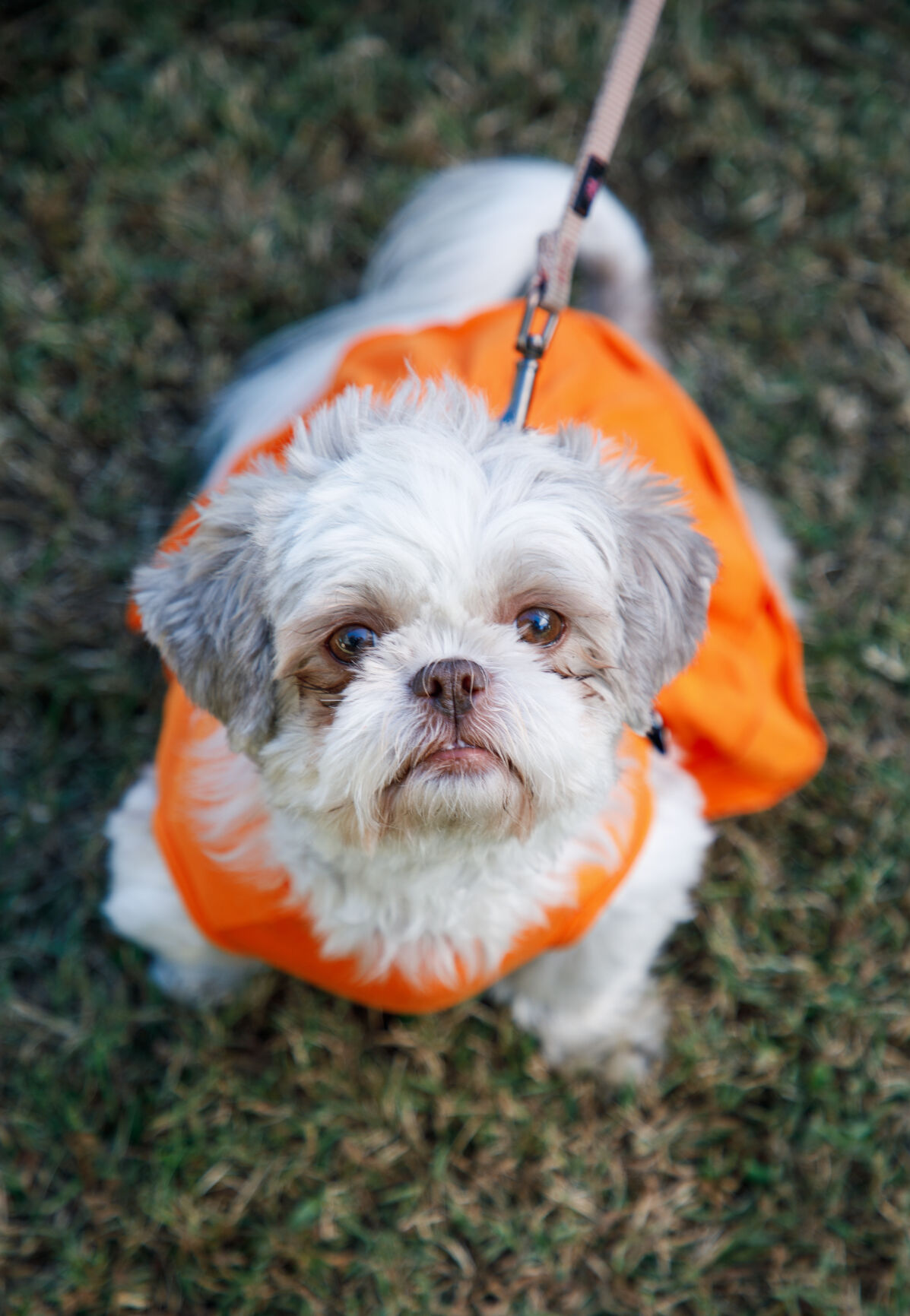 WSM Dogmore23 102322.jpg